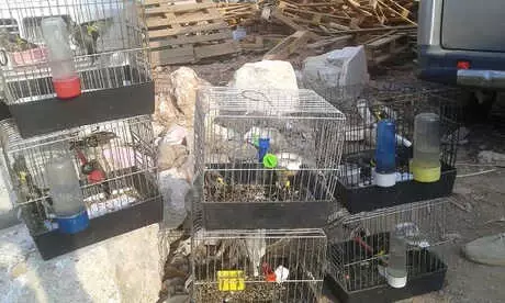 Koruma Altındaki Saka Kuşu Satışına 11 Bin Lira Ceza
