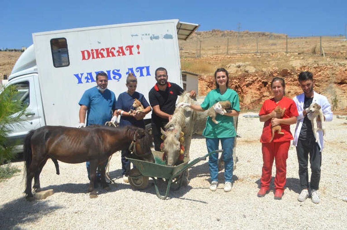 Mardin'de İşkence Gören At Tedavi İçin İstanbul'a Gönderildi