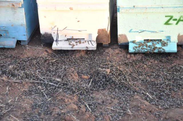 Şanlıurfa'da Milyonlarca Arı Sebebi Bilinmeyen Nedenle Öldü