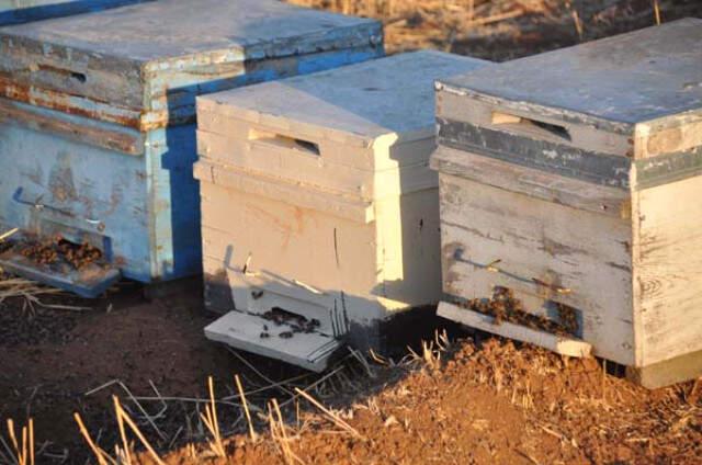 Şanlıurfa'da Milyonlarca Arı Sebebi Bilinmeyen Nedenle Öldü