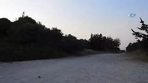 Çeşmeli Kaptan Yabani Tilki Osi'yi Elleriyle Besliyor Çeşmeli Kaptan Yabani Tilki Osi'yi Elleriyle Besliyor