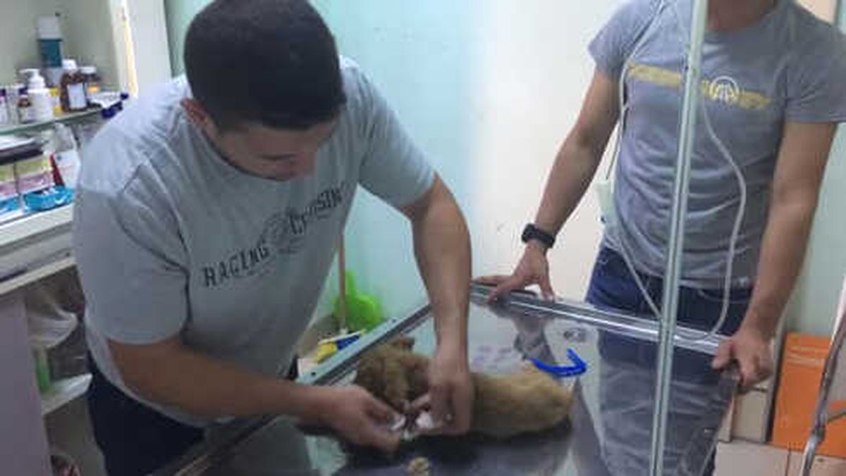 Ölmek Üzereyken Bulduğu Yavru Köpeğe Sahip Çıktı
