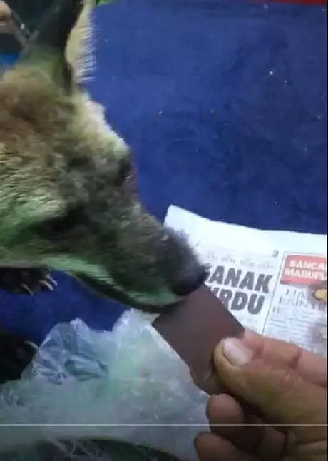 Tilki Osi'yi, Elleriyle Besliyor Tilki Osi'yi, Elleriyle Besliyor