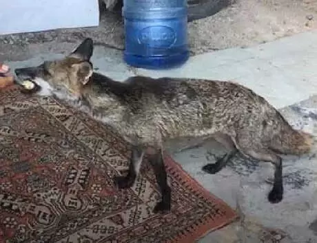 Tilki Osi'yi, Elleriyle Besliyor Tilki Osi'yi, Elleriyle Besliyor