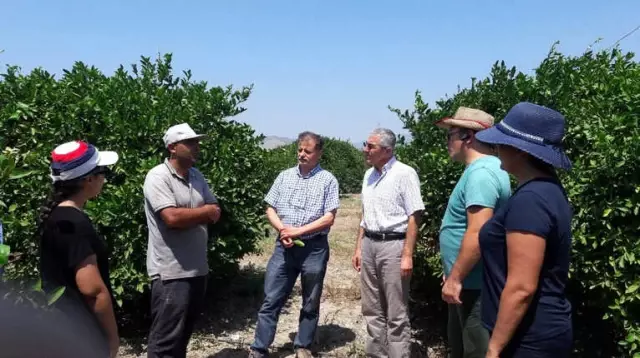 Aydın'da, Akdeniz Meyve Sineği'ne Karşı Önlemler Arttırıldı