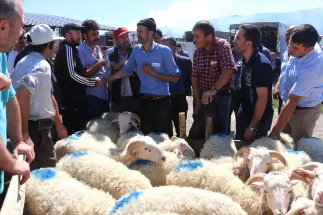 Mudurnu'da Kurbanlıklar Satışa Çıktı