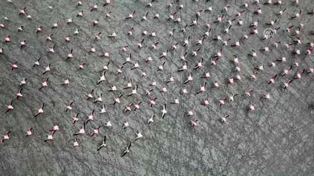 Burdur Yarışlı Gölü'nde Flamingo Yoğunluğu