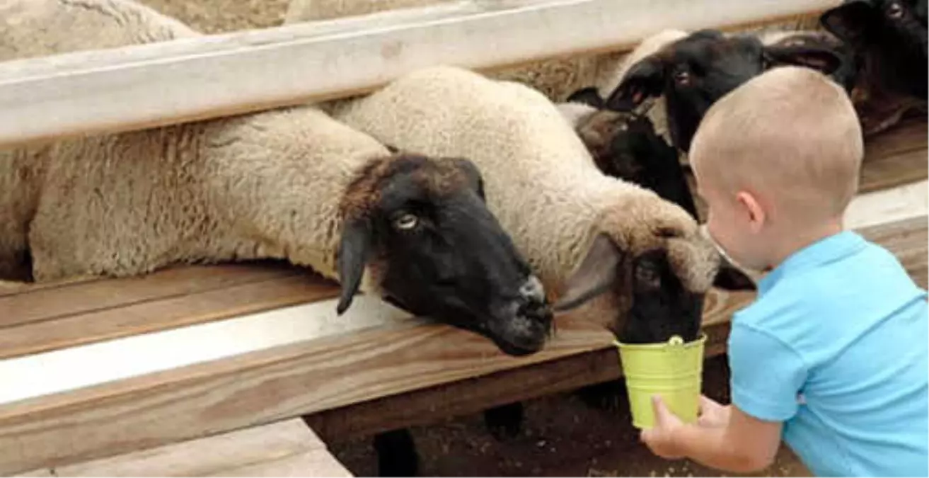 Kurban'ın Et Festivaline Dönüşmesi Kurbanı Amacından Saptırır Mı?