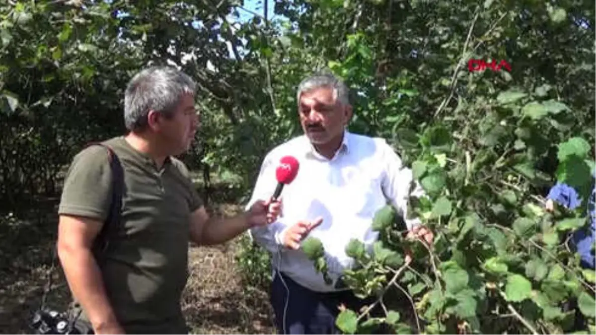 Ordu Ordu'da Sel Olan İlçelerde Fındığın Yüzde 30'u Sele Gitti Hd