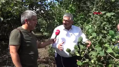 Ordu Ordu'da Sel Olan İlçelerde Fındığın Yüzde 30'u Sele Gitti Hd