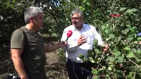 Ordu Ordu'da Sel Olan İlçelerde Fındığın Yüzde 30'u Sele Gitti Hd