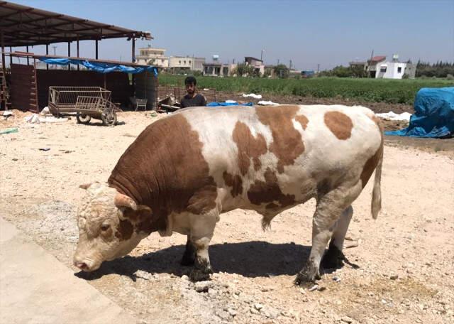 1,8 Tonluk Boğa, 40 Bin Liraya Alıcısını Bekliyor