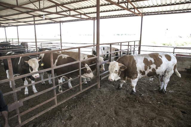 1,8 Tonluk Boğa, 40 Bin Liraya Alıcısını Bekliyor