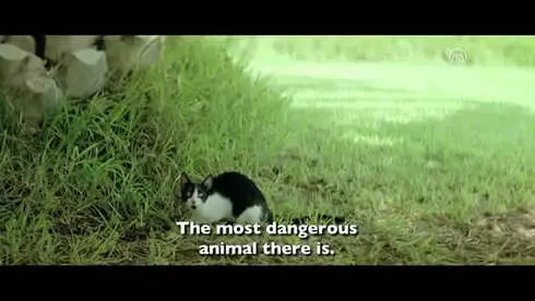 Sinema - Köpek Dişi Sinema - Köpek Dişi