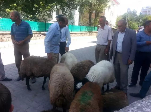 Bulanık'ta Kurbanlık Satışlarında Durgunluk