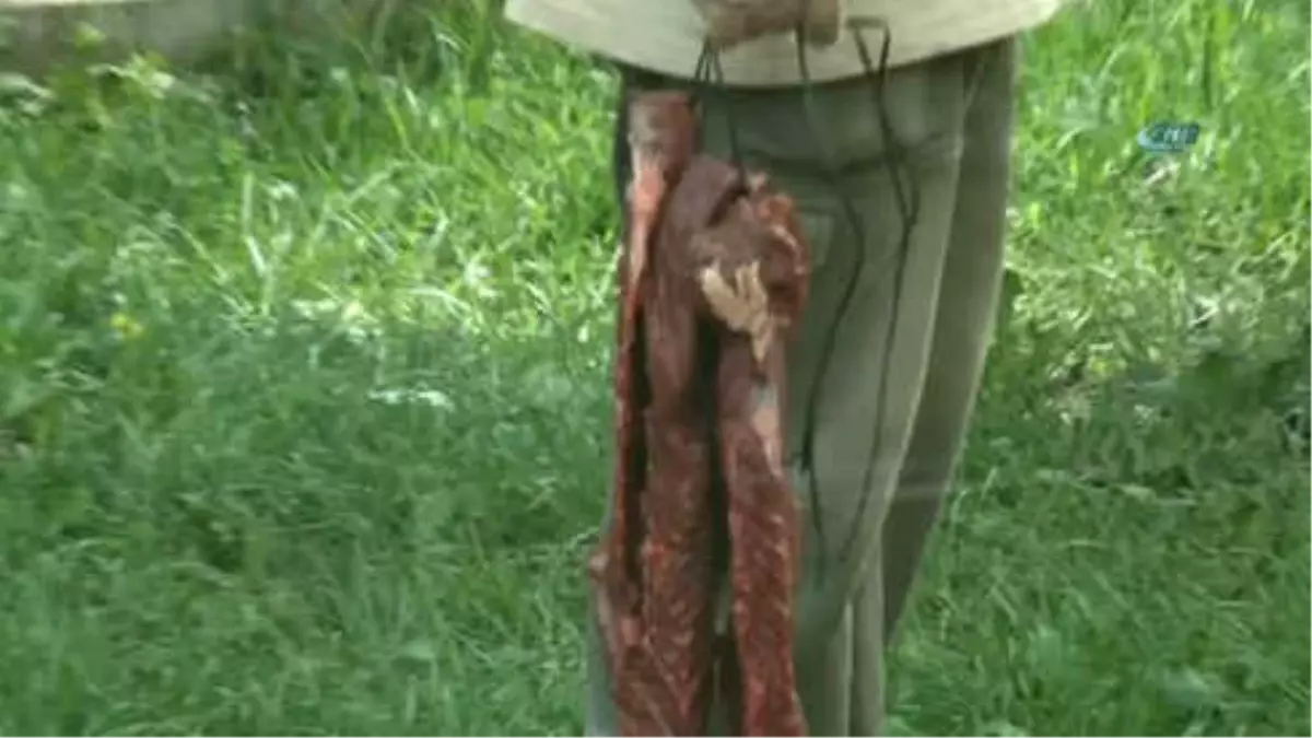 Aslan ve Kaplanlara Nefes Kesen Beslenme Testi