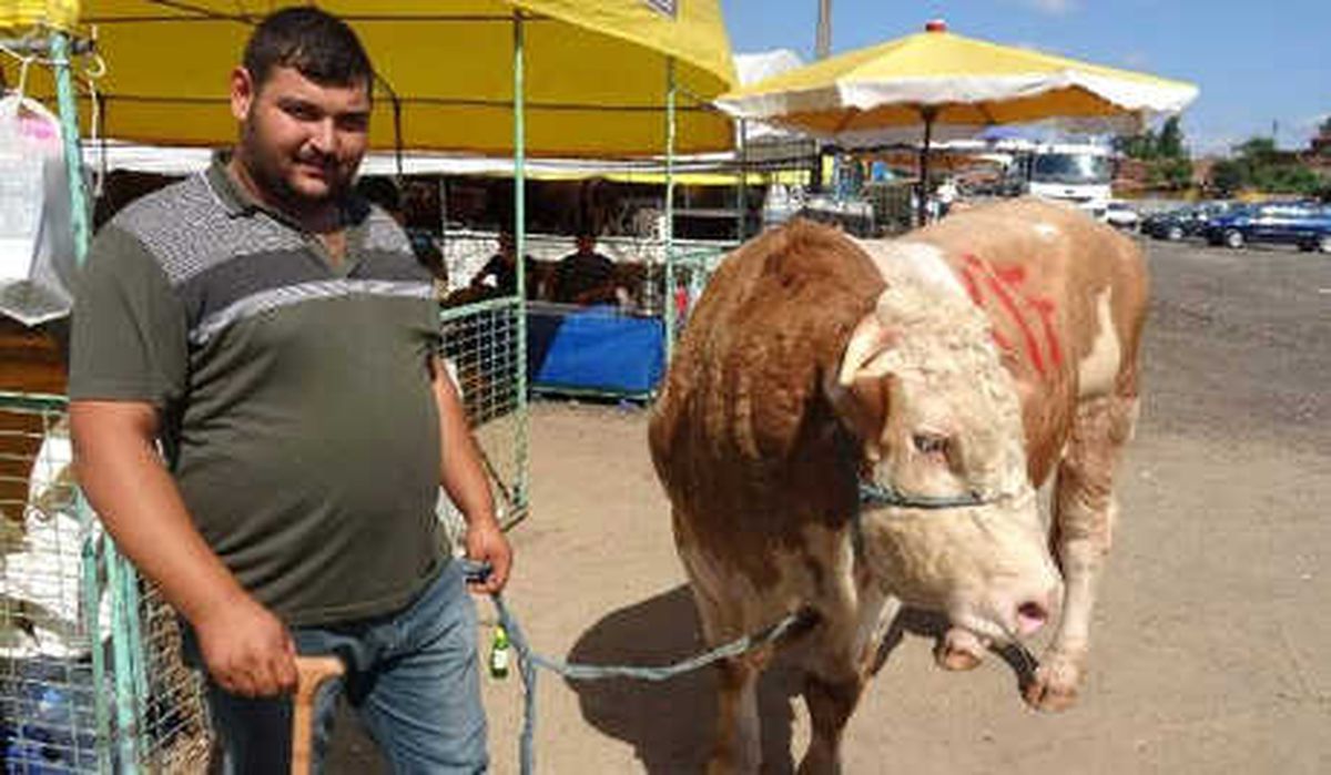 Kurbanlık Boğa, 21 Bin Liraya Satıldı