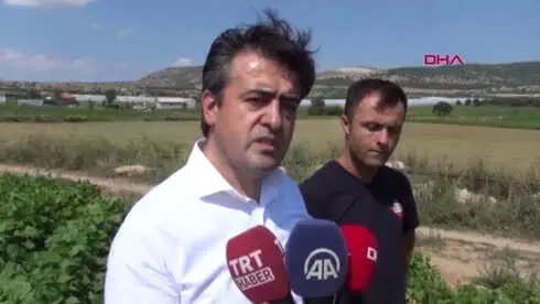 Burdur Vali Şıldak Fasulye Topladı