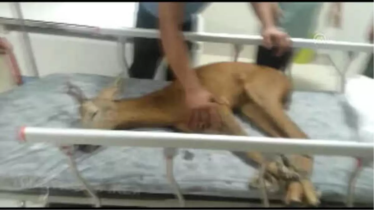 Ordu'da Yaralı Karaca Hastanede Tedavi Edildi