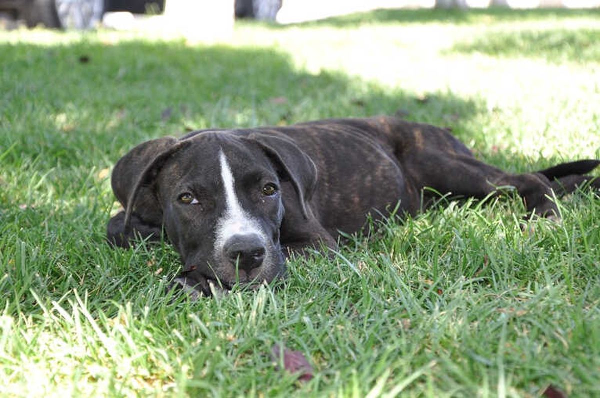 Kazazede Felçli Köpek Hayvan Barınağında Sağlığına Kavuştu
