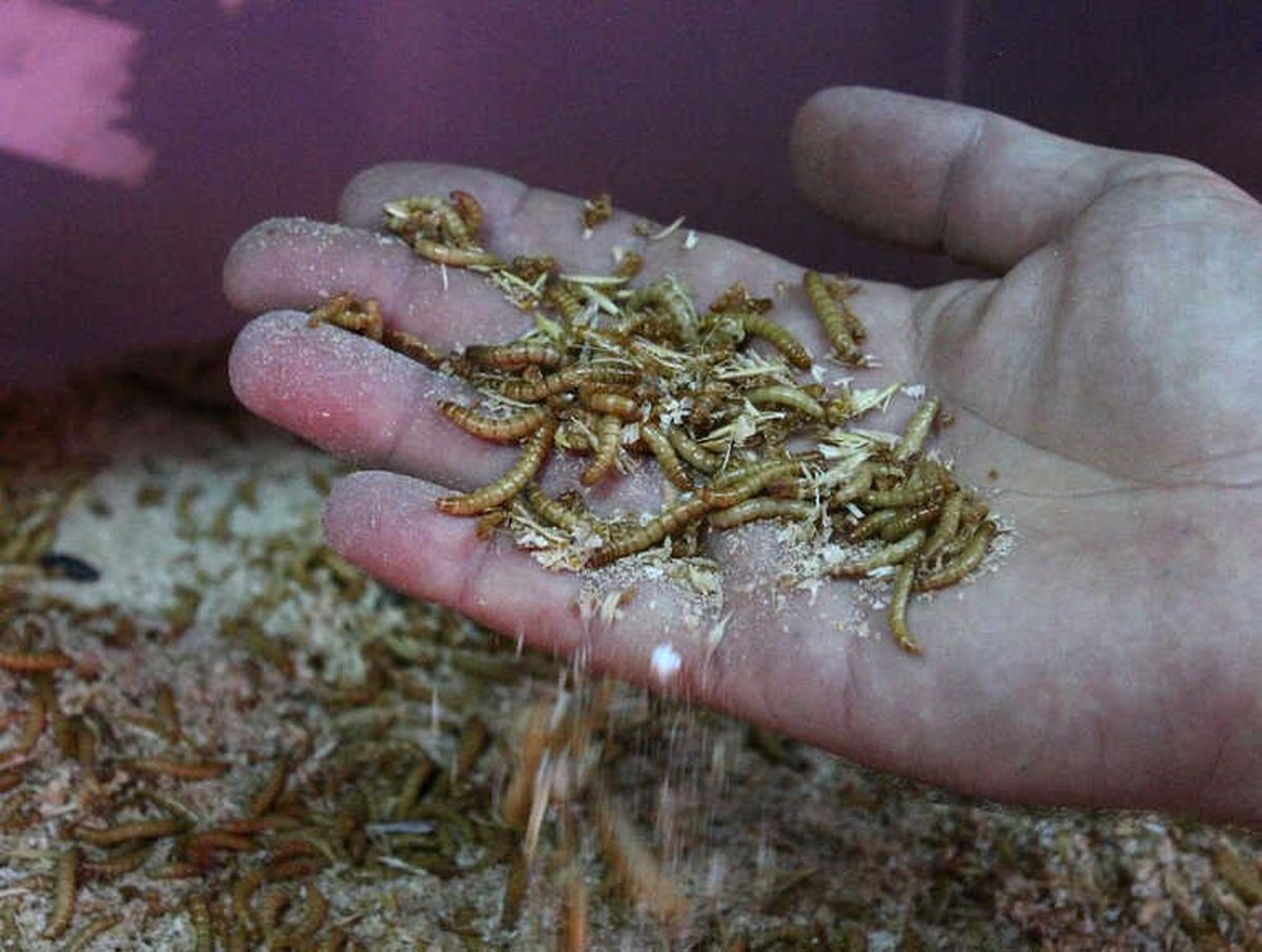 Paketleyip Kilosunu 90 TL'den Sattığı Kurtlarla Avrupa'ya Açılacak