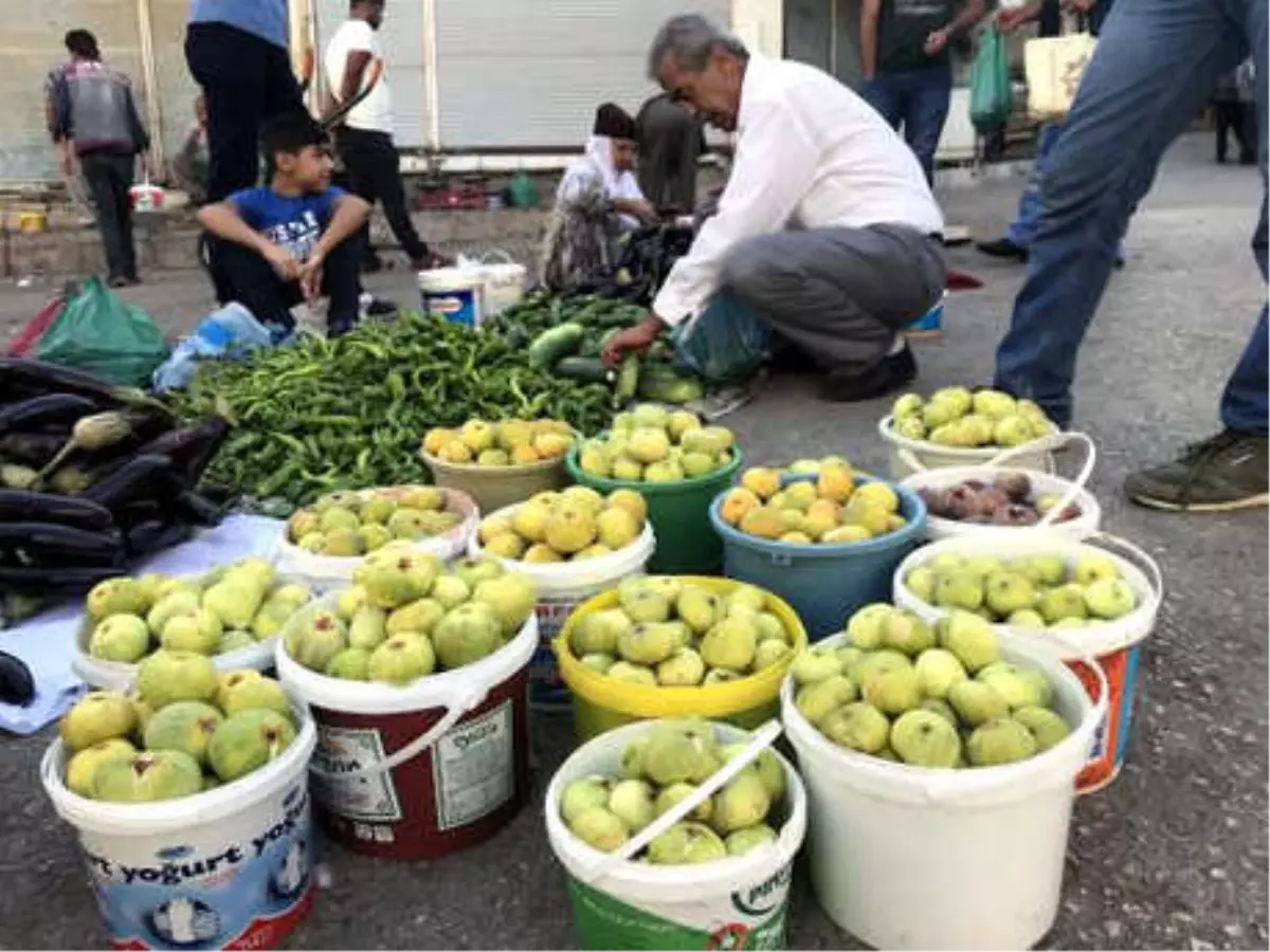 Derik'te İncir Hasadı Başladı