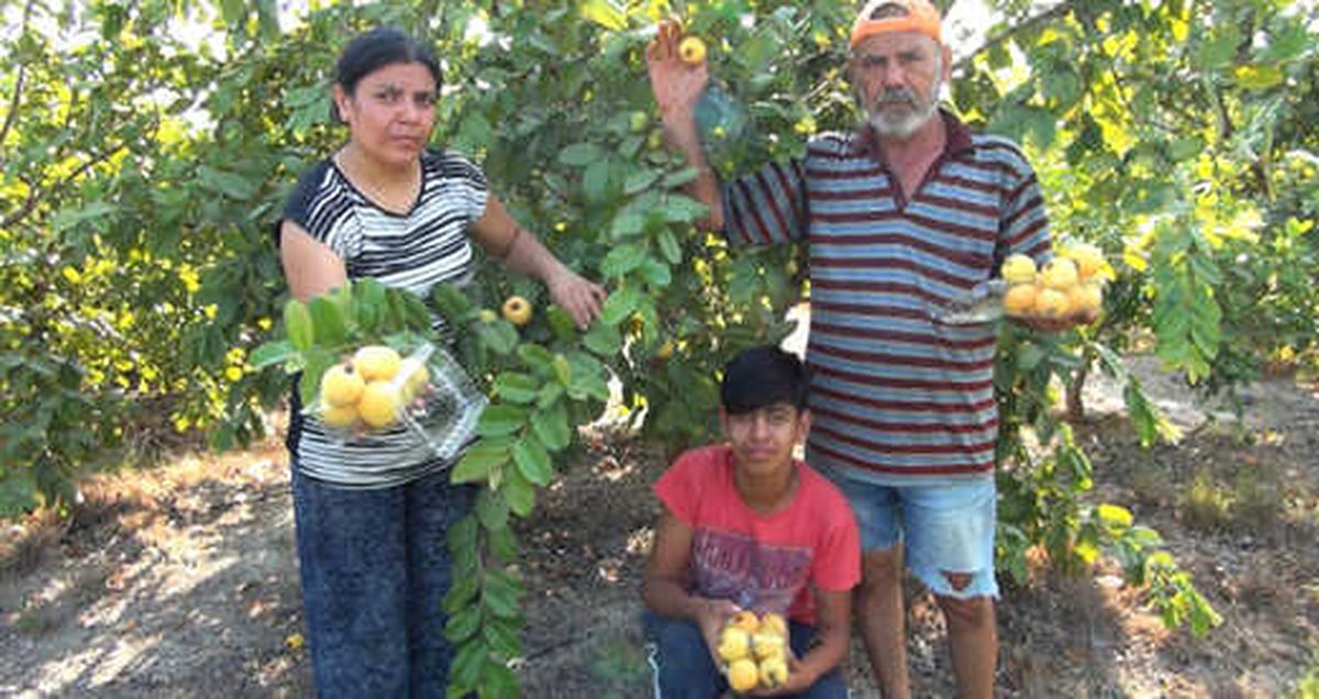 Türkiye'nin İlk Guava Üreticisi! 5 Yıl Önce 5 Fidan Dikerek Başladı Şimdi Yok Satıyor