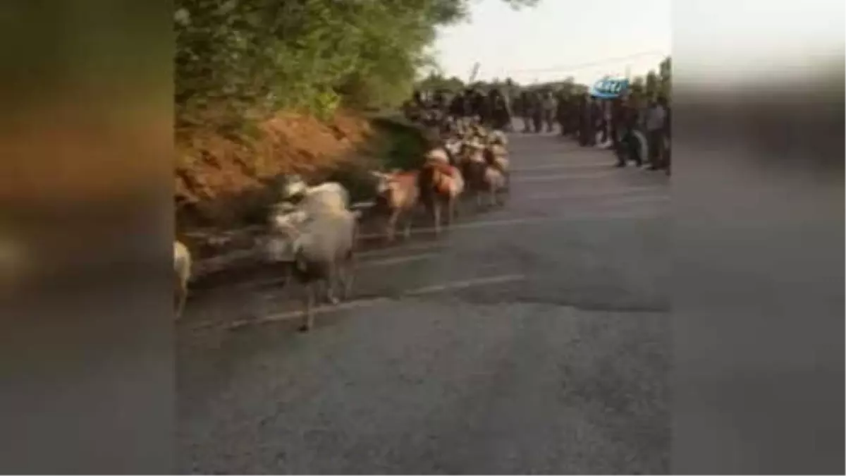 755 Yıllık 'Yünüm Büğet' Geleneği Renkli Görüntüler Oluşturdu