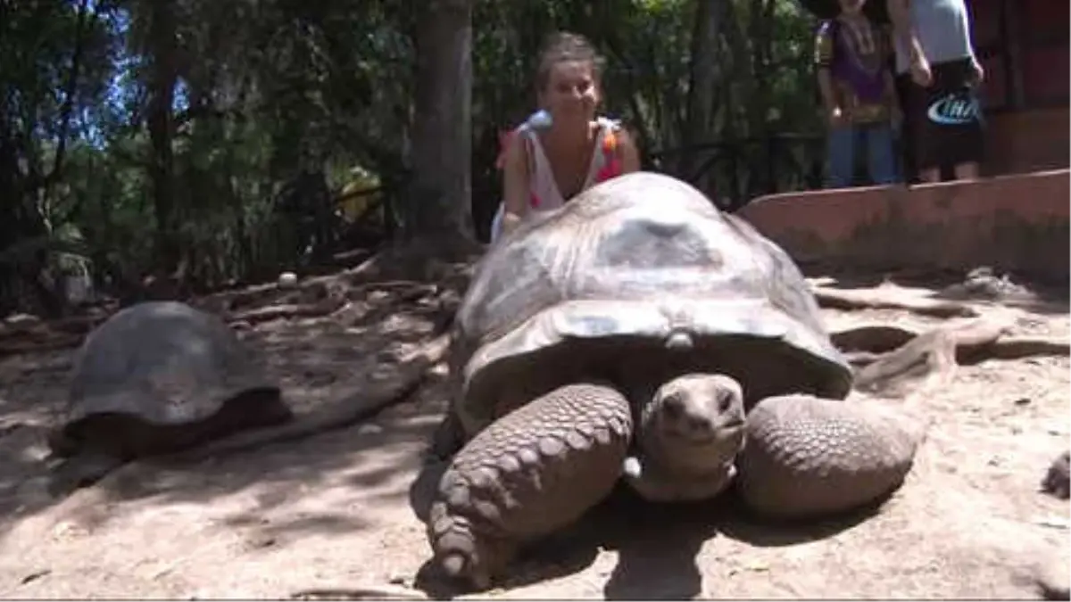 Dev Kaplumbağaların Yuvası: Changuu Adası- Adanın En Yaşlı Kaplumbağası 193 Yaşında