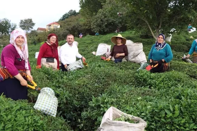 AK Parti Giresun Milletvekili Öztürk'ten Çay Üreticilerine Destek