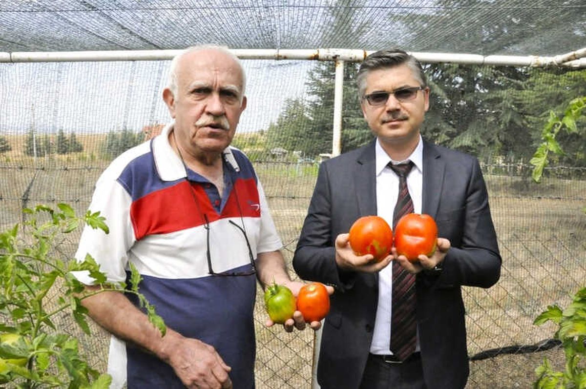 Eskişehir'den Tüm Türkiye'ye Dev Yürek Domatesi