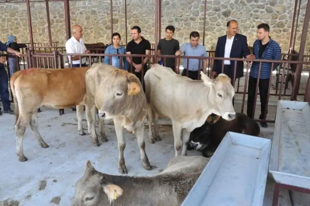 Gümüşhane'de Genç Çiftçilerin Düveleri Teslim Edildi Gümüşhane'de Genç Çiftçilerin Düveleri Teslim Edildi