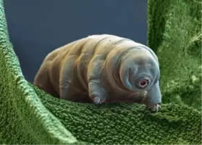 Herkes Ölse Bile Hayatta Kalacak Bir Tuhaf Canlı: Tardigrad