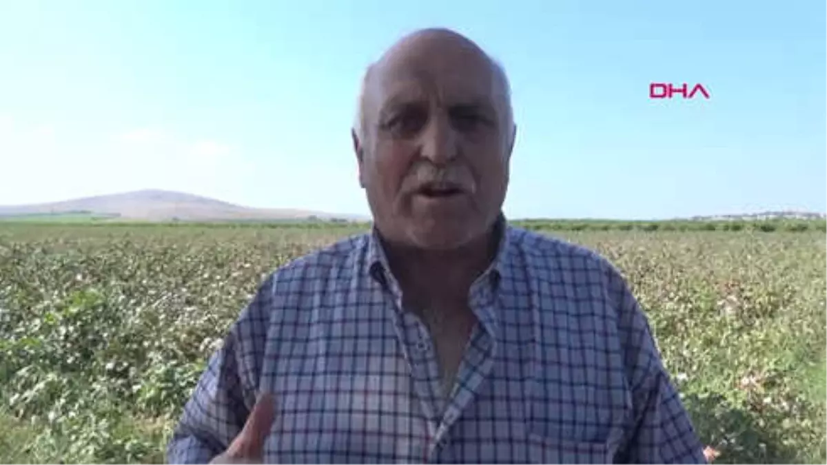 Manisa Manisa'da Beyaz Altında İlk Hasat Hd