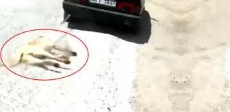 Fethiye Belediyesi: Sahibinin Aracının Arkasına Bağlayıp Sürüklediği Köpek, 'Zabıta' Oldu Fethiye Belediyesi: Sahibinin Aracının Arkasına Bağlayıp Sürüklediği Köpek, 'Zabıta' Oldu