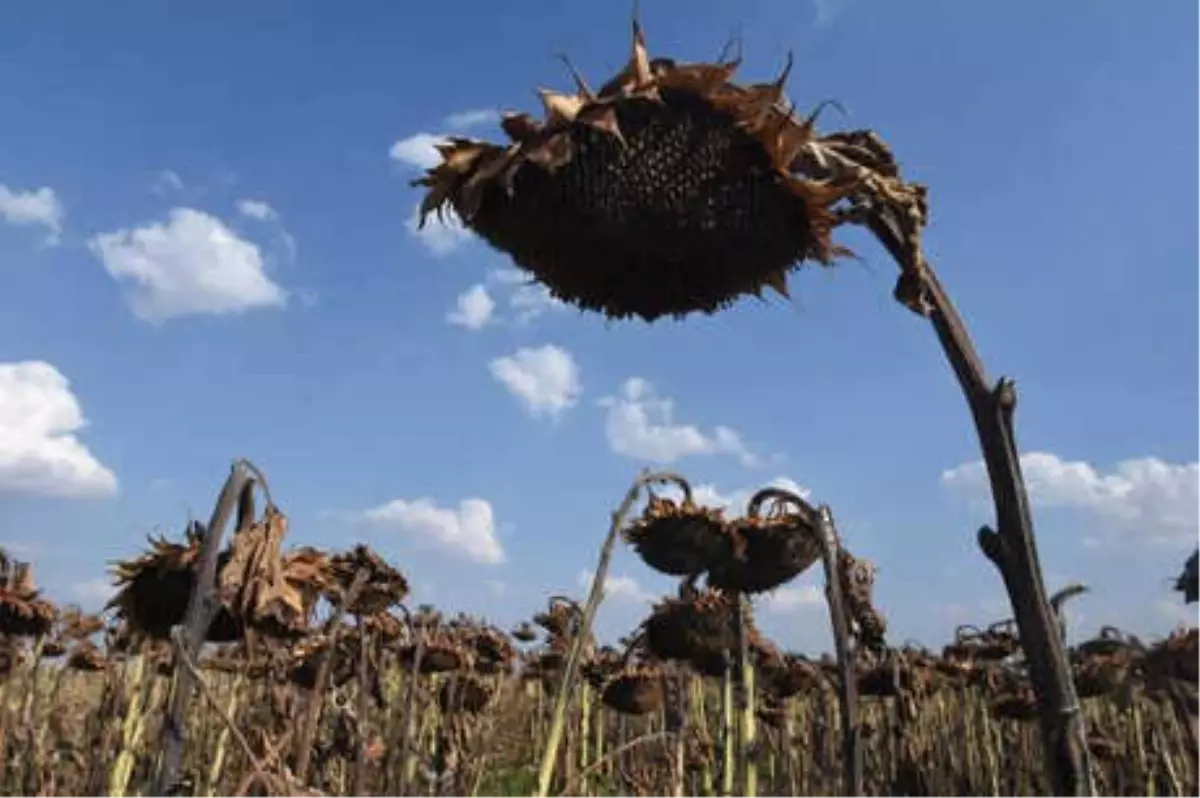 Trakya'da Yağmurlar, Ayçiçeğindeki Verimi Yüzde 50 Artırdı
