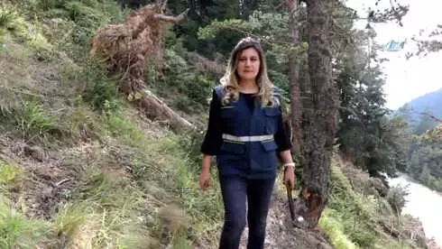 Zigana'nın Ormanları Ilgın Mühendisten Soruluyor Zigana'nın Ormanları Ilgın Mühendisten Soruluyor