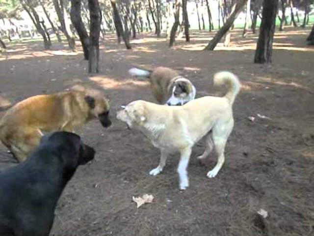 Antalya'da, Köpek Tarafından Isırılan Adamda Kuduz'a Rastlanılması Üzerine, Bölge Karantinaya Alındı