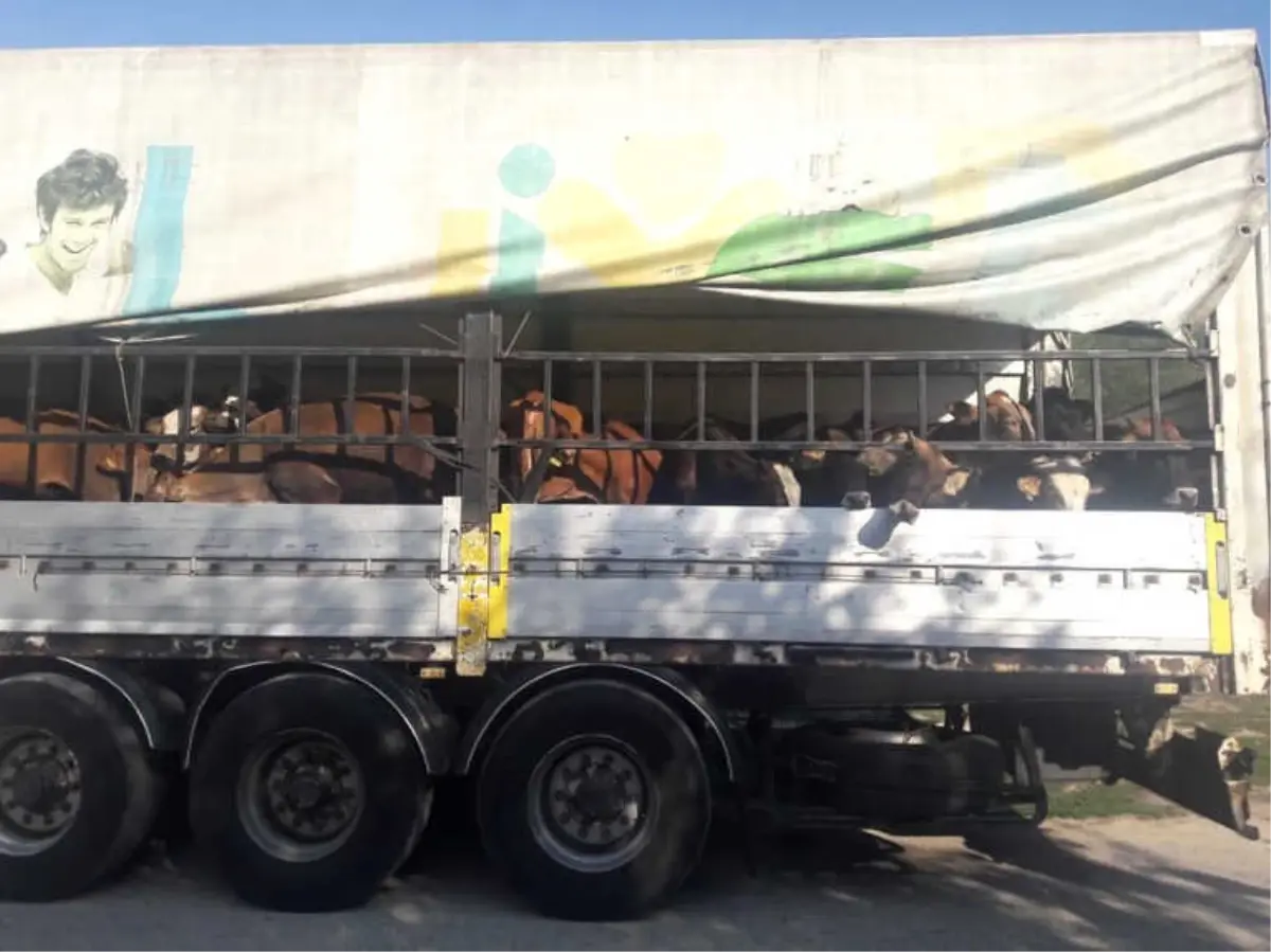 Çavdarhisar'da Genç Çiftçilere Hayvanları Teslim Edildi