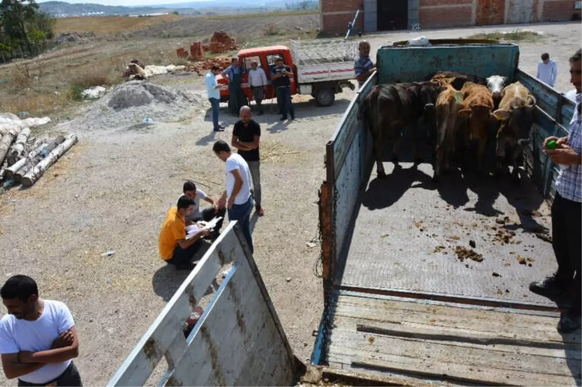Seyitgazi'de 25 Büyükbaş Hayvan Dağıtıldı
