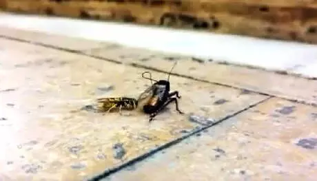 Arı, Boyundan Büyük Sineği Yedi