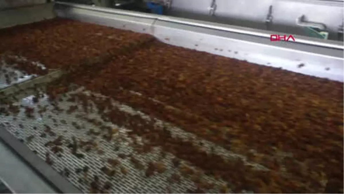 Manisa Çinli Heyet Türk Kuru Üzümü İçin Alaşehir'de Hd