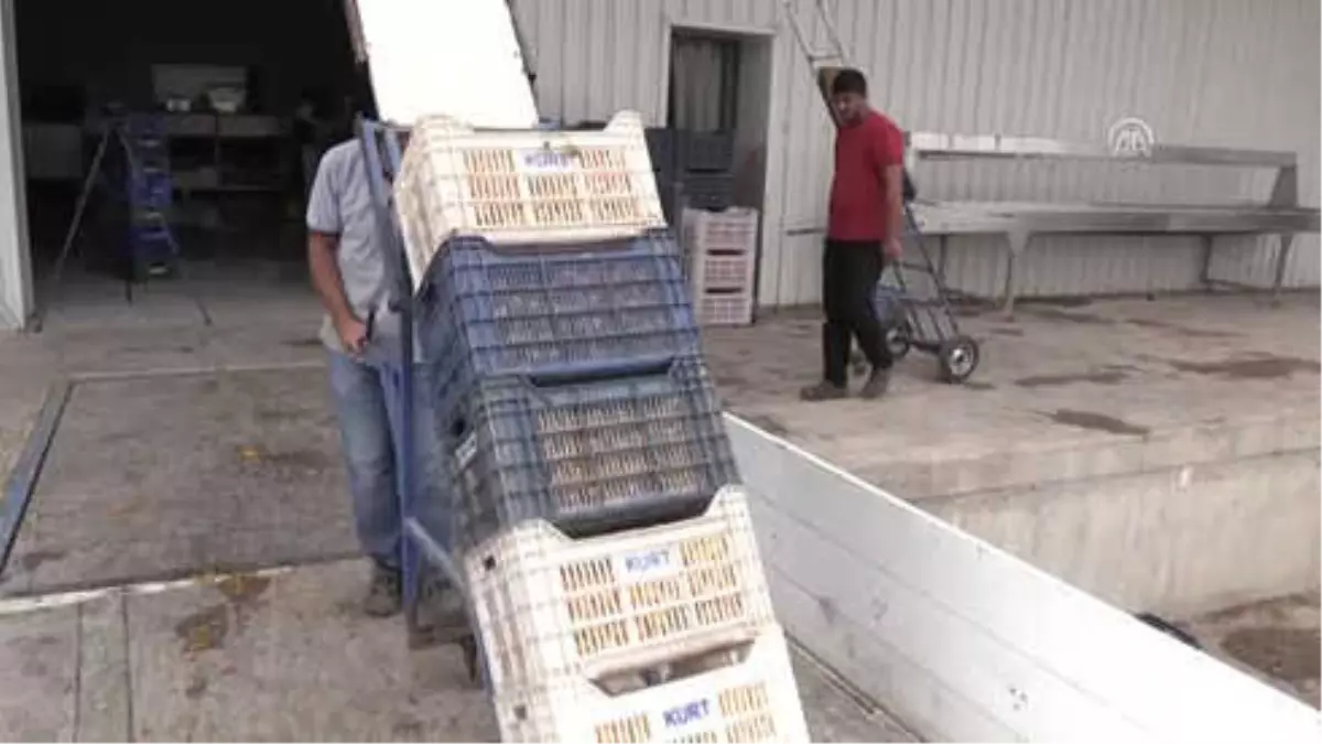 Türkiye'den Avrupa ve ABD'ye 'Yarı Kurutulmuş Domates'