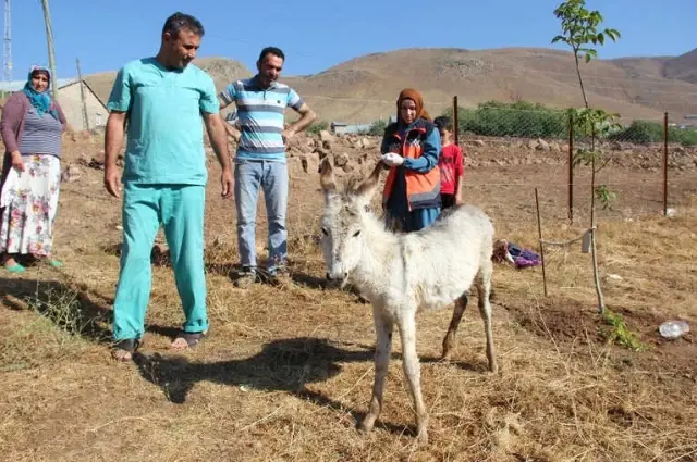 İçler Acısı Halde Bulunan Sıpa, Tedavi Altına Alındı İçler Acısı Halde Bulunan Sıpa, Tedavi Altına Alındı