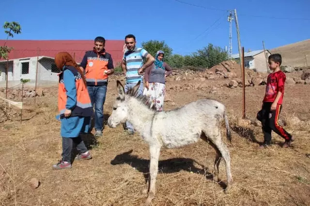 İçler Acısı Halde Bulunan Sıpa, Tedavi Altına Alındı İçler Acısı Halde Bulunan Sıpa, Tedavi Altına Alındı