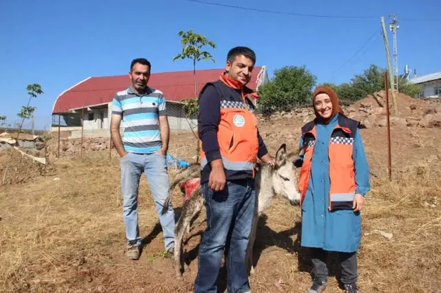 İçler Acısı Halde Bulunan Sıpa, Tedavi Altına Alındı İçler Acısı Halde Bulunan Sıpa, Tedavi Altına Alındı