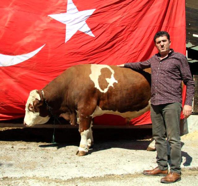 Doğuştan 'Ay Yıldızlı' Boğa, 29 Ekim'de Kurban Edilsin Diye Erdoğan'a Hediye Edildi