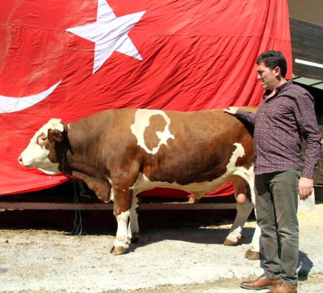 Doğuştan 'Ay Yıldızlı' Boğa, 29 Ekim'de Kurban Edilsin Diye Erdoğan'a Hediye Edildi