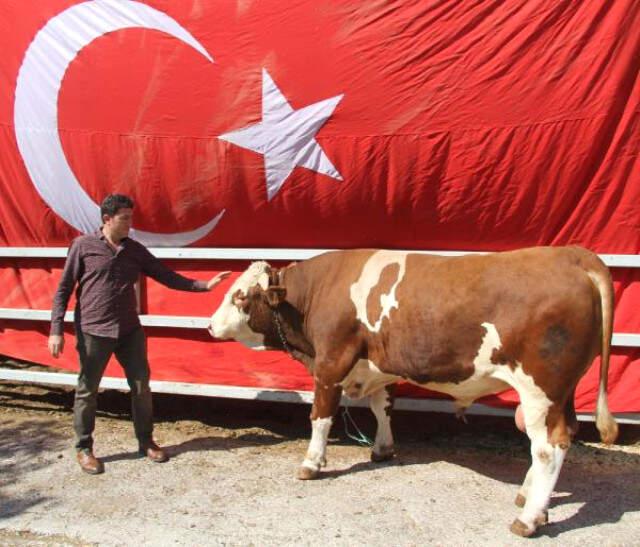 Doğuştan 'Ay Yıldızlı' Boğa, 29 Ekim'de Kurban Edilsin Diye Erdoğan'a Hediye Edildi