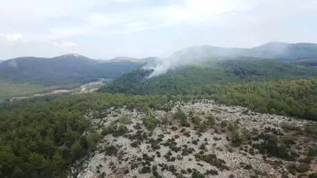 Milas'ta 5 Dönüm Ormanlık Yandı